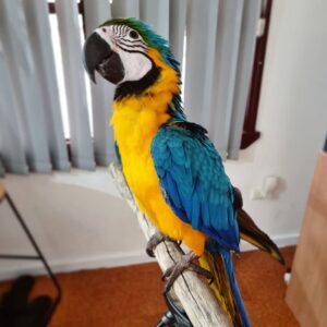 Blue Macaw For Sale