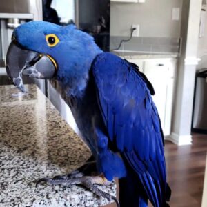 Hyacinth Macaw For Sale