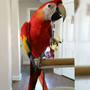 Scarlet Macaw For Sale