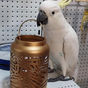 Sulphur Crested Cockatoo For Sale