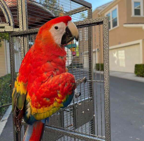 Scarlet Macaw For Sale