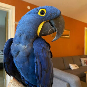 Hyacinth Macaw For Sale